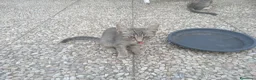 Meticcio gatti in regalo: Tre gattini - Annuncio 5