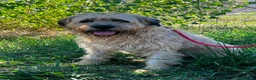 Meticcio cani in regalo: Nemo  a Provincia di Siena - Annuncio 2