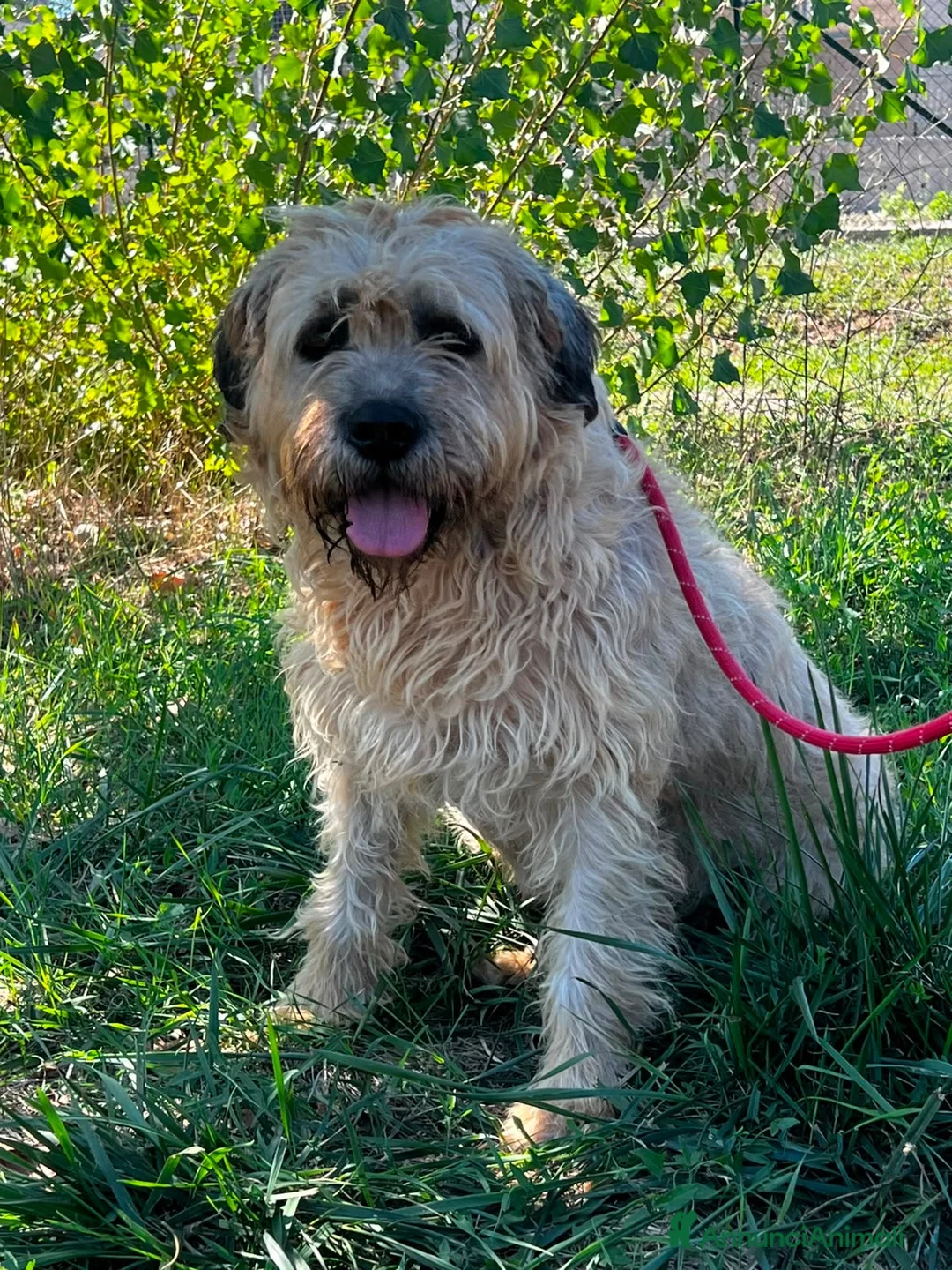 Meticcio cani in regalo: Nemo  a Provincia di Siena - Annuncio 2