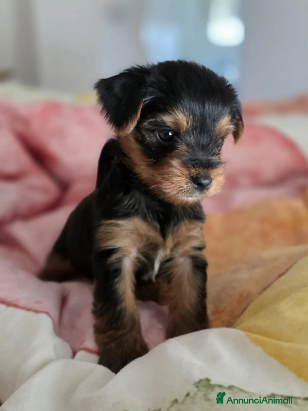 Yorkshire cani in vendita: Yorkshire  - Annuncio 7