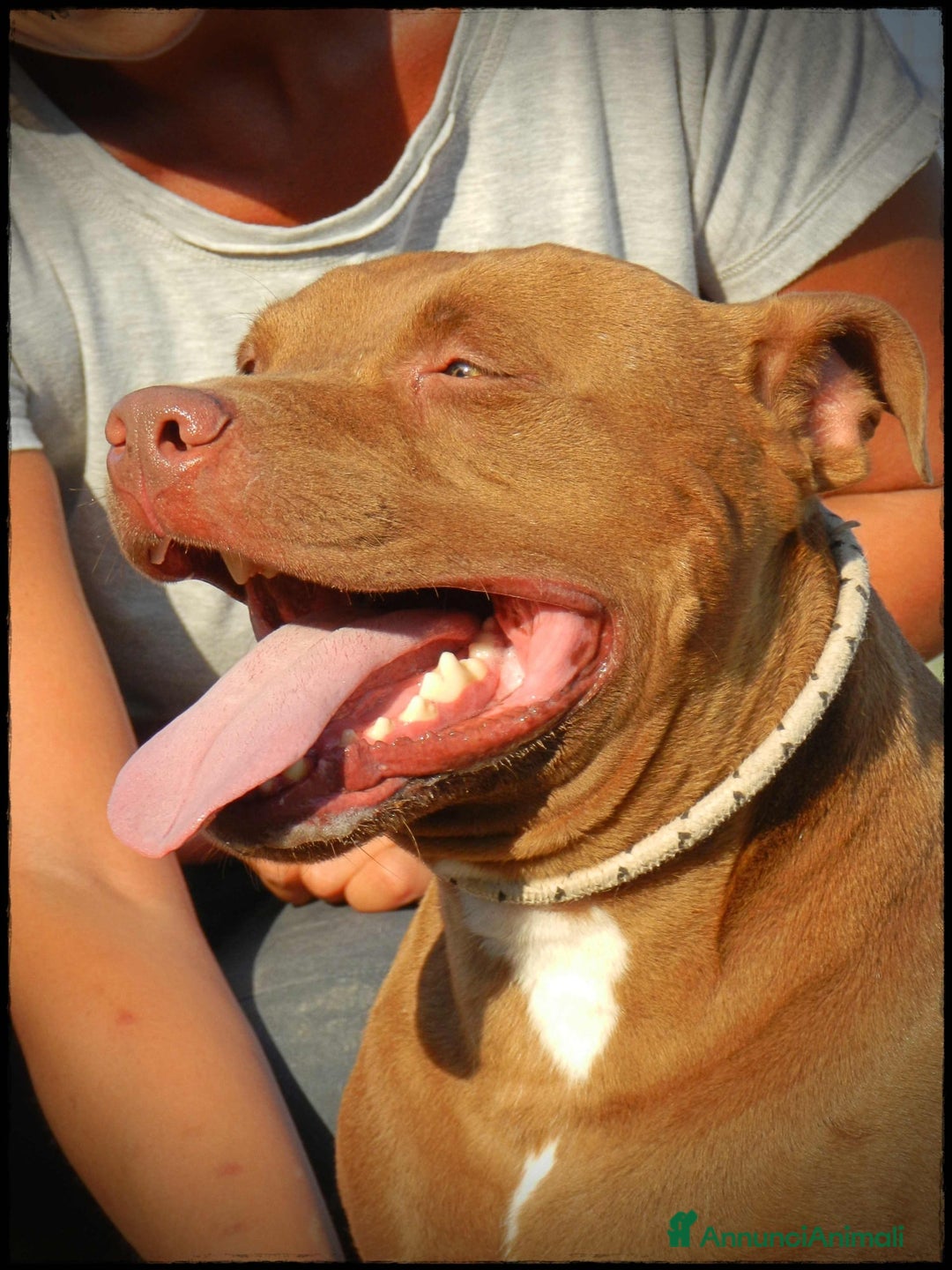 Pitbull cani in regalo: Pasha pit superbravo a Città metropolitana di Milano - Immagine 13