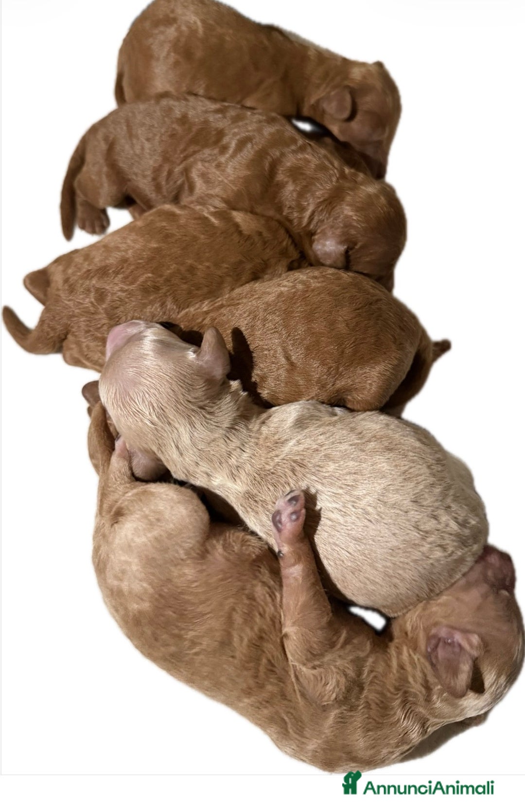 Barboncino cani in vendita: Bellissimi cuccioli di barboncino a Firenze - Annuncio 4