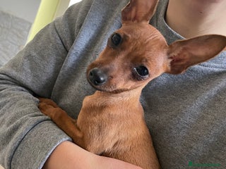 Pinscher Miniatura cani Pinscher taglia toy - Annuncio 9