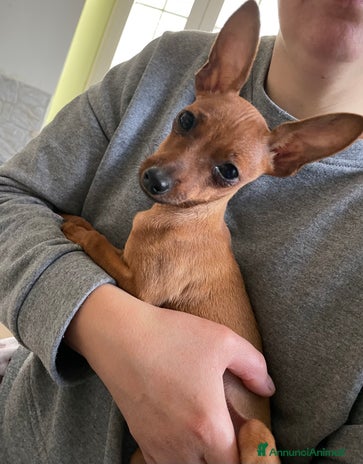 Pinscher Miniatura cani - Annuncio 3