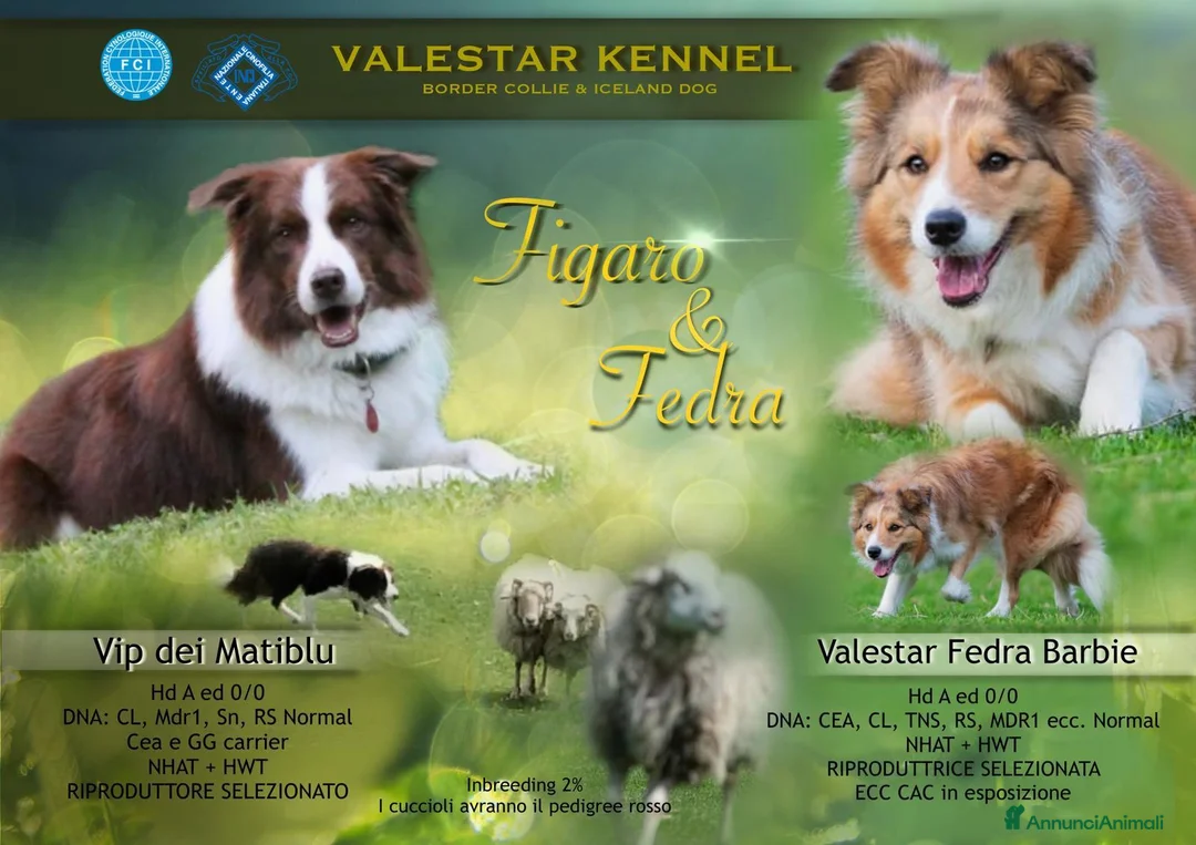 Border Collie cani in vendita: Bellissimi Cuccioli Selezionati - Annuncio 8