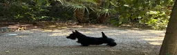 Scottish Terrier cani in vendita: Cuccioli Scottish Terrier - Annuncio 2