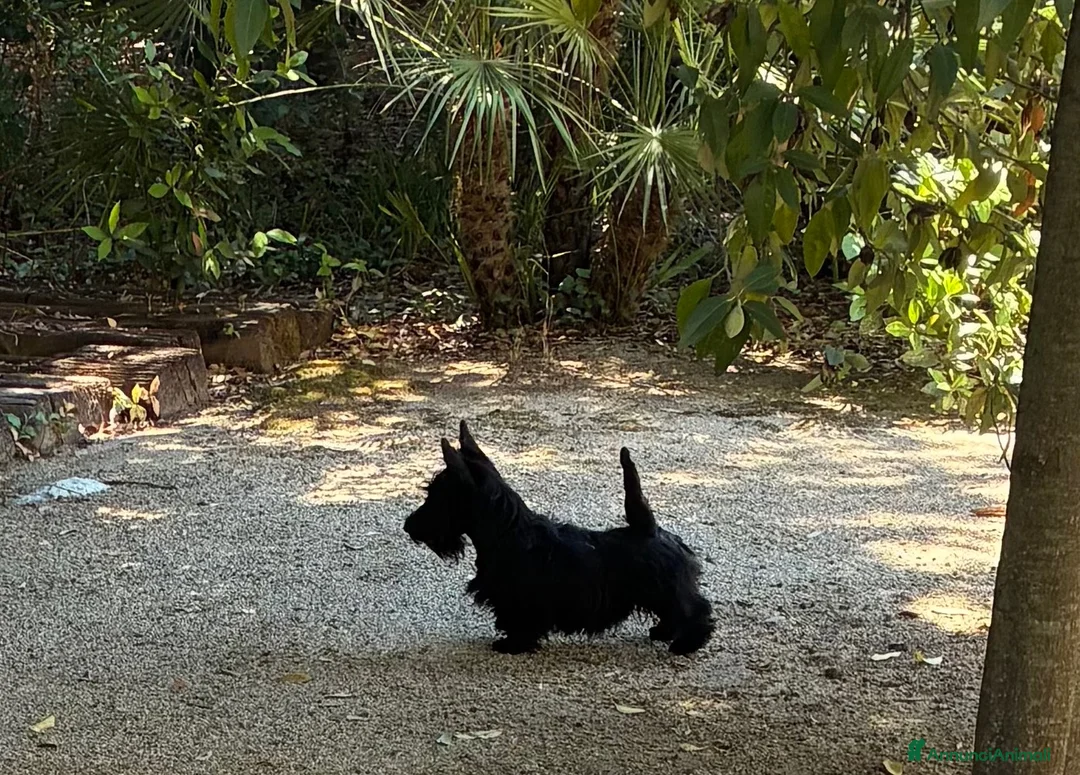 Scottish Terrier cani in vendita: Cuccioli Scottish Terrier - Annuncio 2