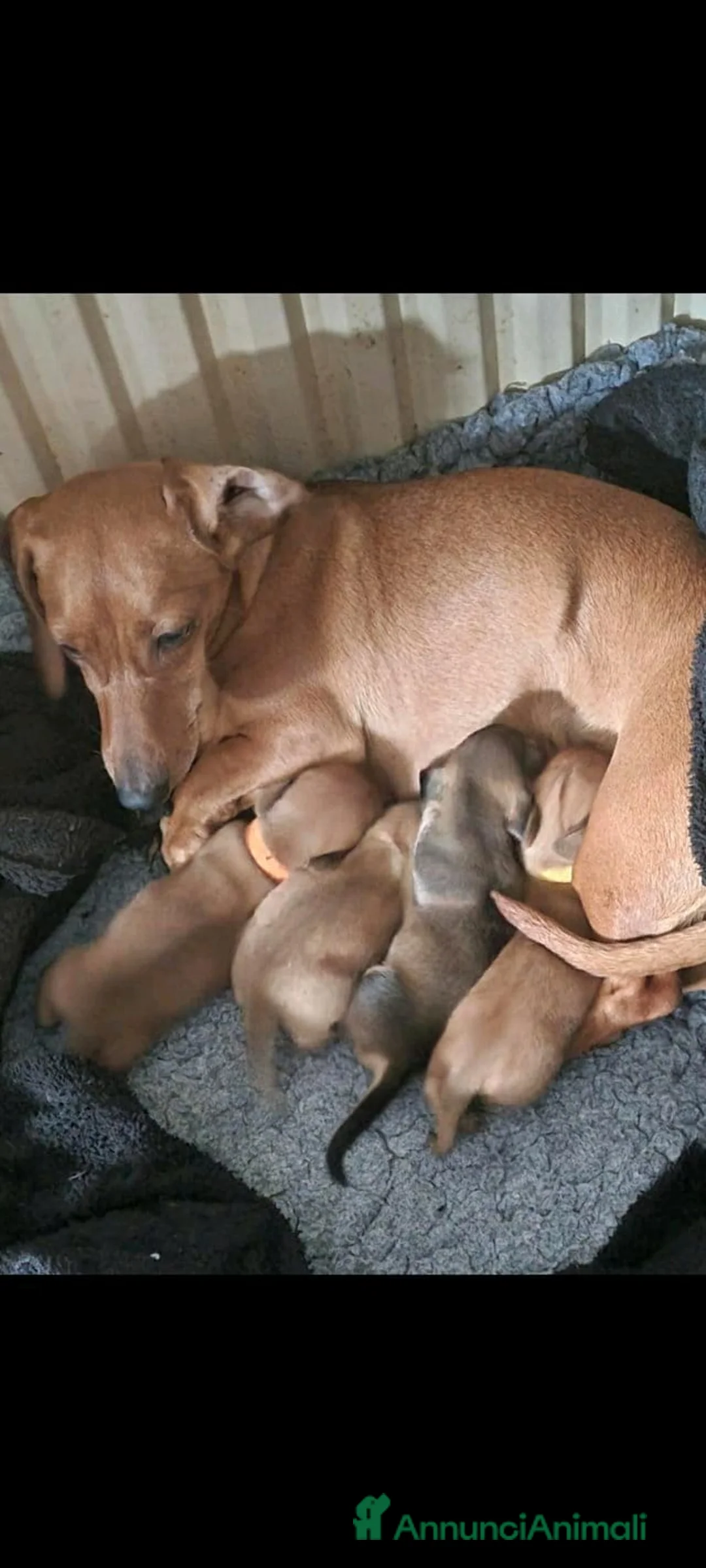 Bassotto cani in vendita: Cuccioli di Bassotto Nano a Città metropolitana di Roma Capitale - Annuncio 10
