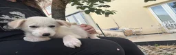 Meticcio cani in regalo: Albion cucciolo taglia medio contenuta  - Annuncio 2
