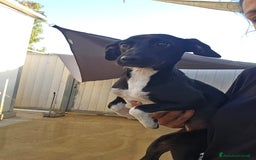 Meticcio cani in regalo: Beatrice: cucciolotta taglia contenuta socievole  a Città Metropolitana di Genova - Immagine 1