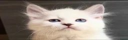 Siberiano gatti in vendita: Maschietto siberiano Neva Masquerade con Pedigree - Annuncio 1