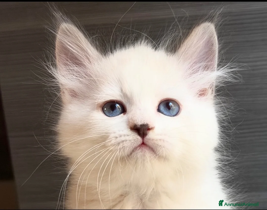 Siberiano gatti in vendita: Maschietto siberiano Neva Masquerade con Pedigree - Annuncio 1