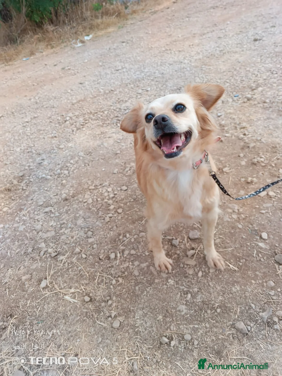 Meticcio cani in regalo: Najma, una dolce e tenera meticcia - Annuncio 8