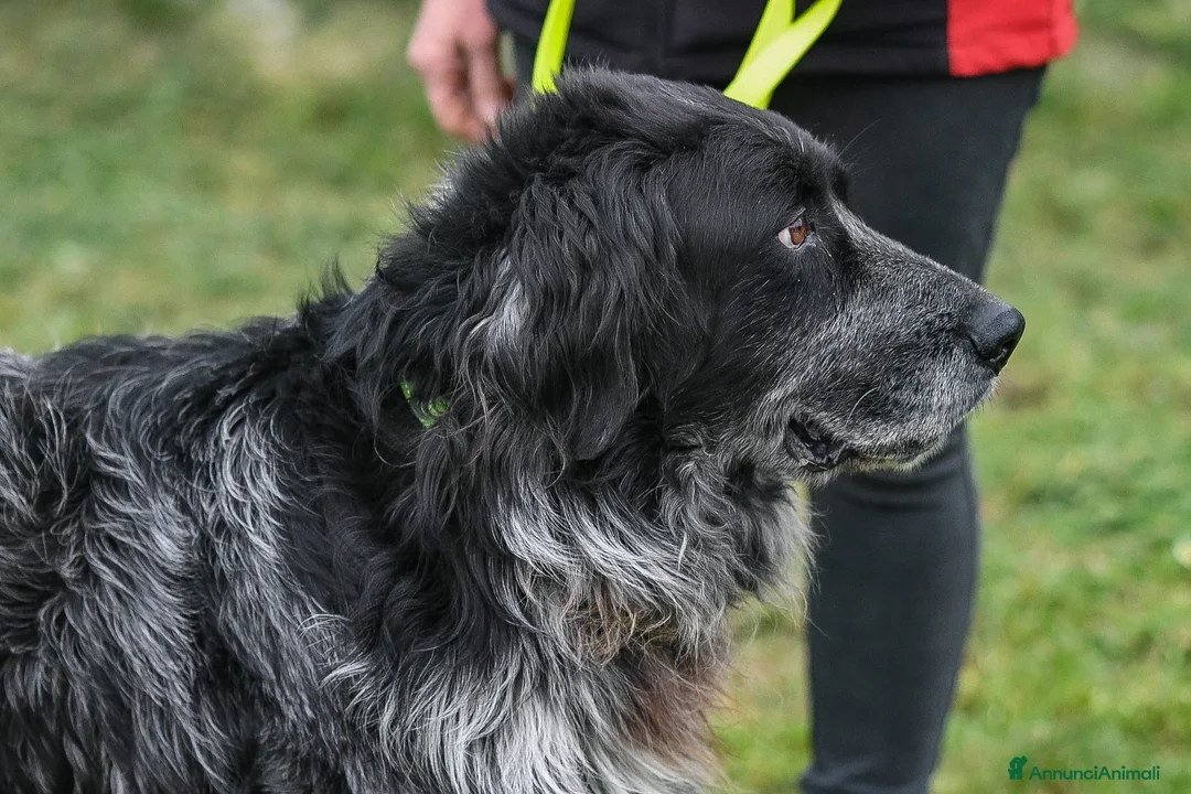Meticcio cani in regalo: Cesarone 35 kg di bontà  - Annuncio 7