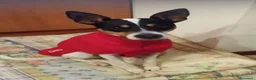 Jack Russell cani in regalo: Jack Russel 12anni RIMASTO IN CASA SOLO!MILANO SOS - Annuncio 2