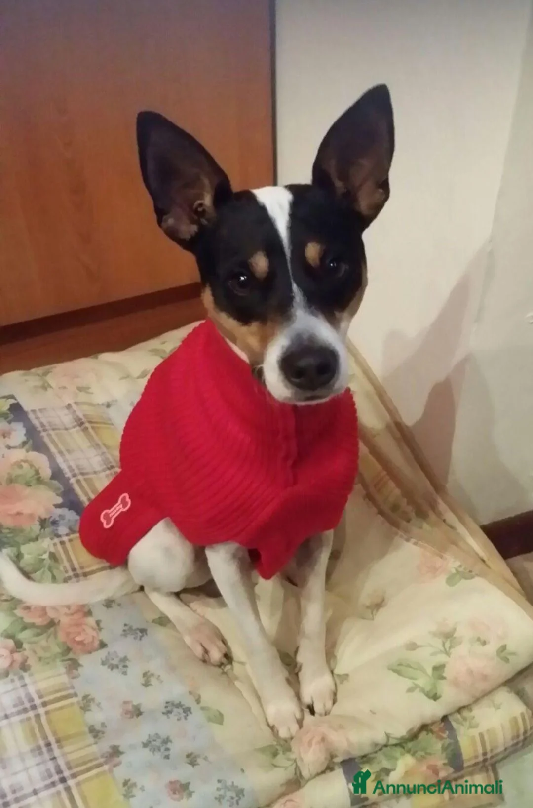 Jack Russell cani in regalo: Jack Russel 12anni RIMASTO IN CASA SOLO!MILANO SOS - Annuncio 2