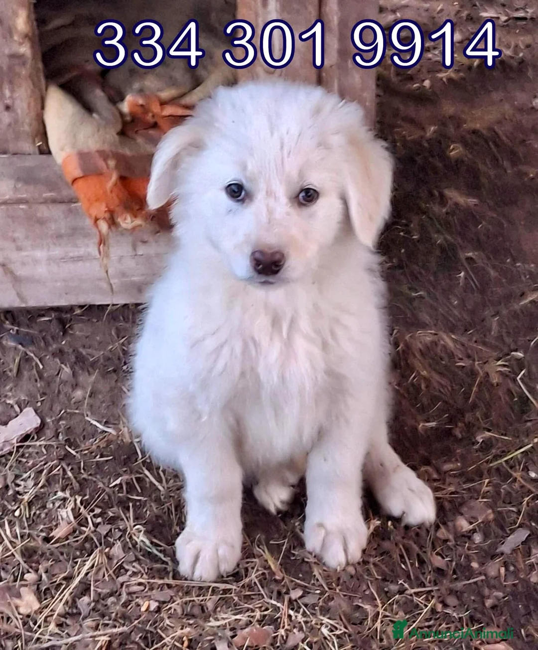 Meticcio cani in regalo: EROS 💙 - cucciolo come un batuffolo bianco 🥺 - Annuncio 2