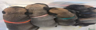 Bullmastiff 1