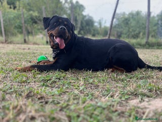 Rottweiler cani Cuccioli Rottweiler - Annuncio 3