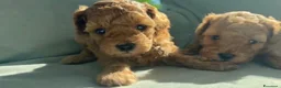Meticcio cani in vendita: Cucciolo barboncino toy red a Provincia di Ascoli Piceno - Annuncio 3