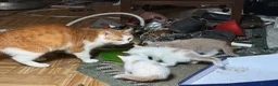Europeo gatti in regalo: Regalo gattini - Annuncio 3