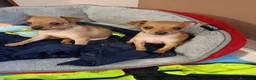 Pinscher Miniatura cani in vendita: Cuccioli pinscher  - Annuncio 6