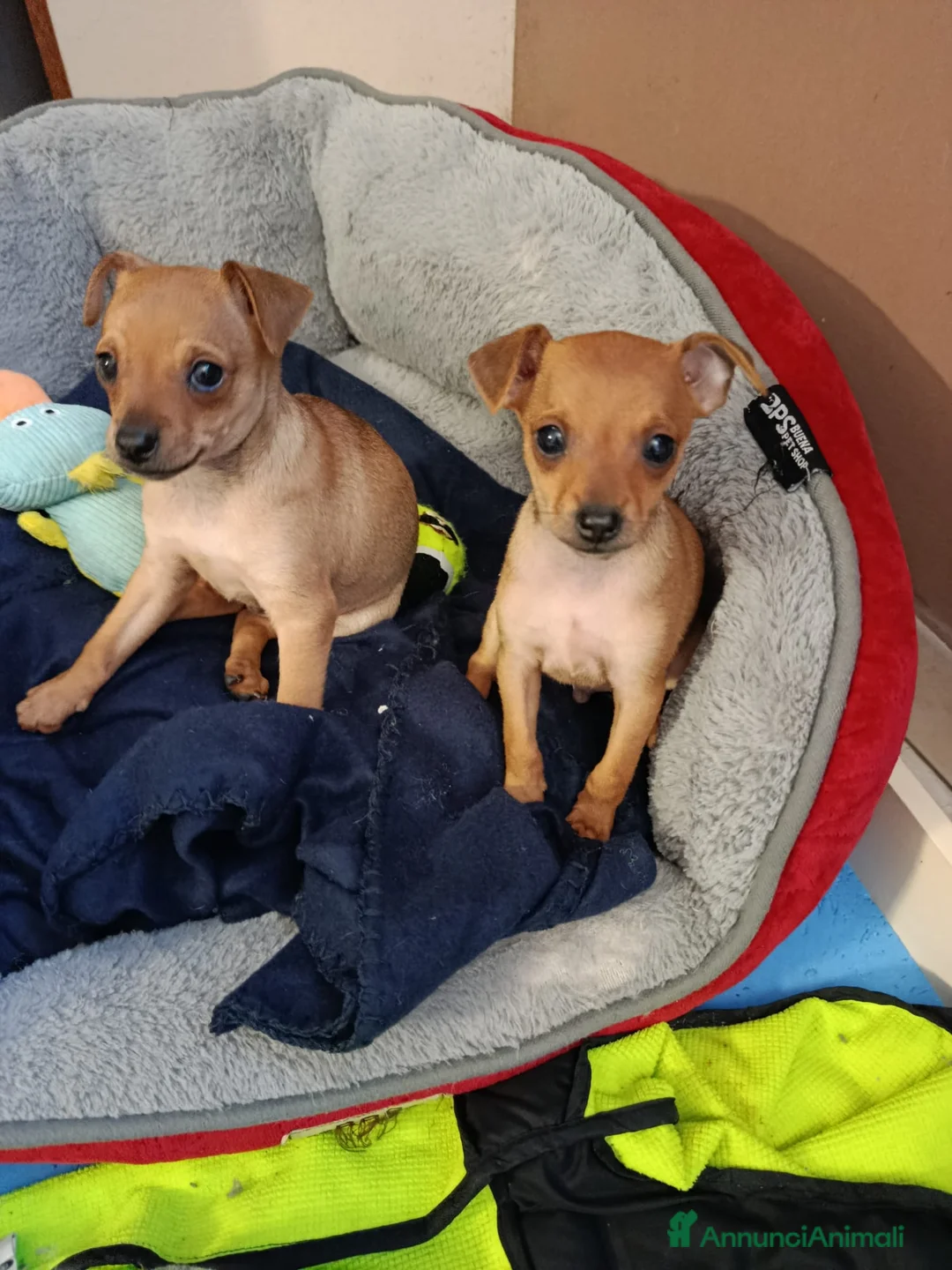 Pinscher Miniatura cani in vendita: Cuccioli pinscher  - Annuncio 6