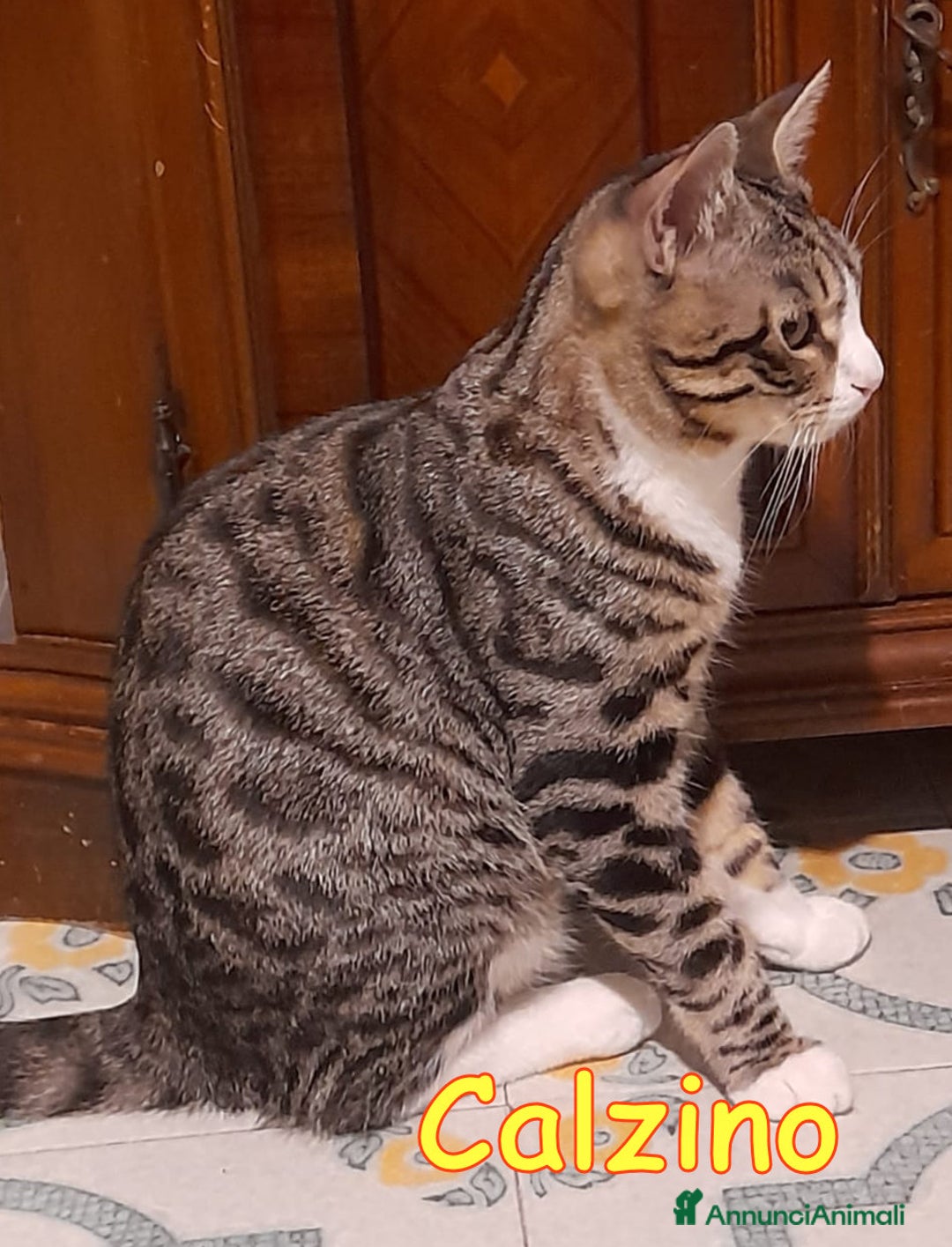 Europeo gatti in regalo: CALZINO CERCA CASA!  - Annuncio 2