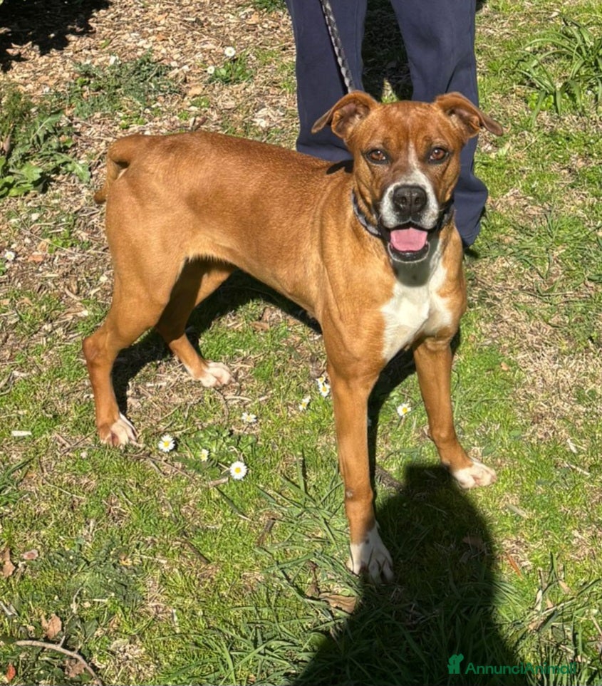 Meticcio cani Basta guardarlo negli occhi a Provincia di Terni - Annuncio 30