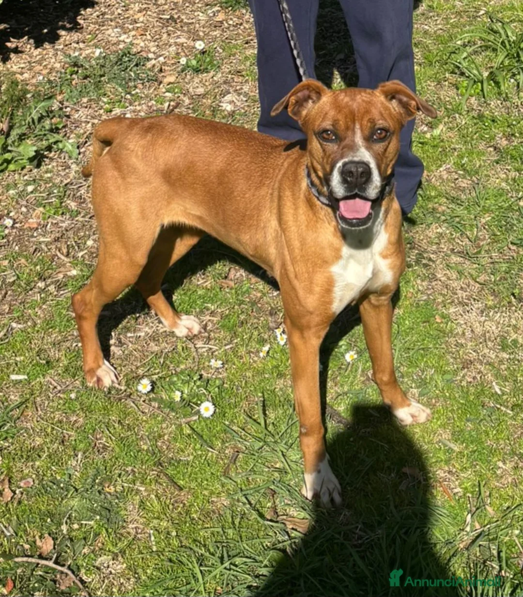 Meticcio cani in regalo: Basta guardarlo negli occhi a Provincia di Terni - Annuncio 1