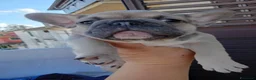 Bulldog Francese cani in vendita: Cuccioli di bulldog francese a Provincia di Perugia - Annuncio 14