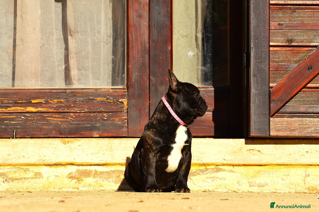 Bulldog Francese cani in vendita: Femmina Bringee  - Annuncio 5