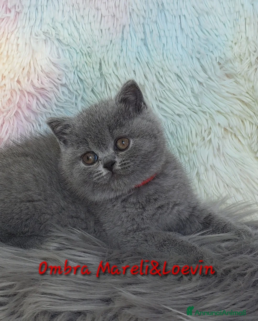 British gatti in vendita: British shorthair femmine - Annuncio 6