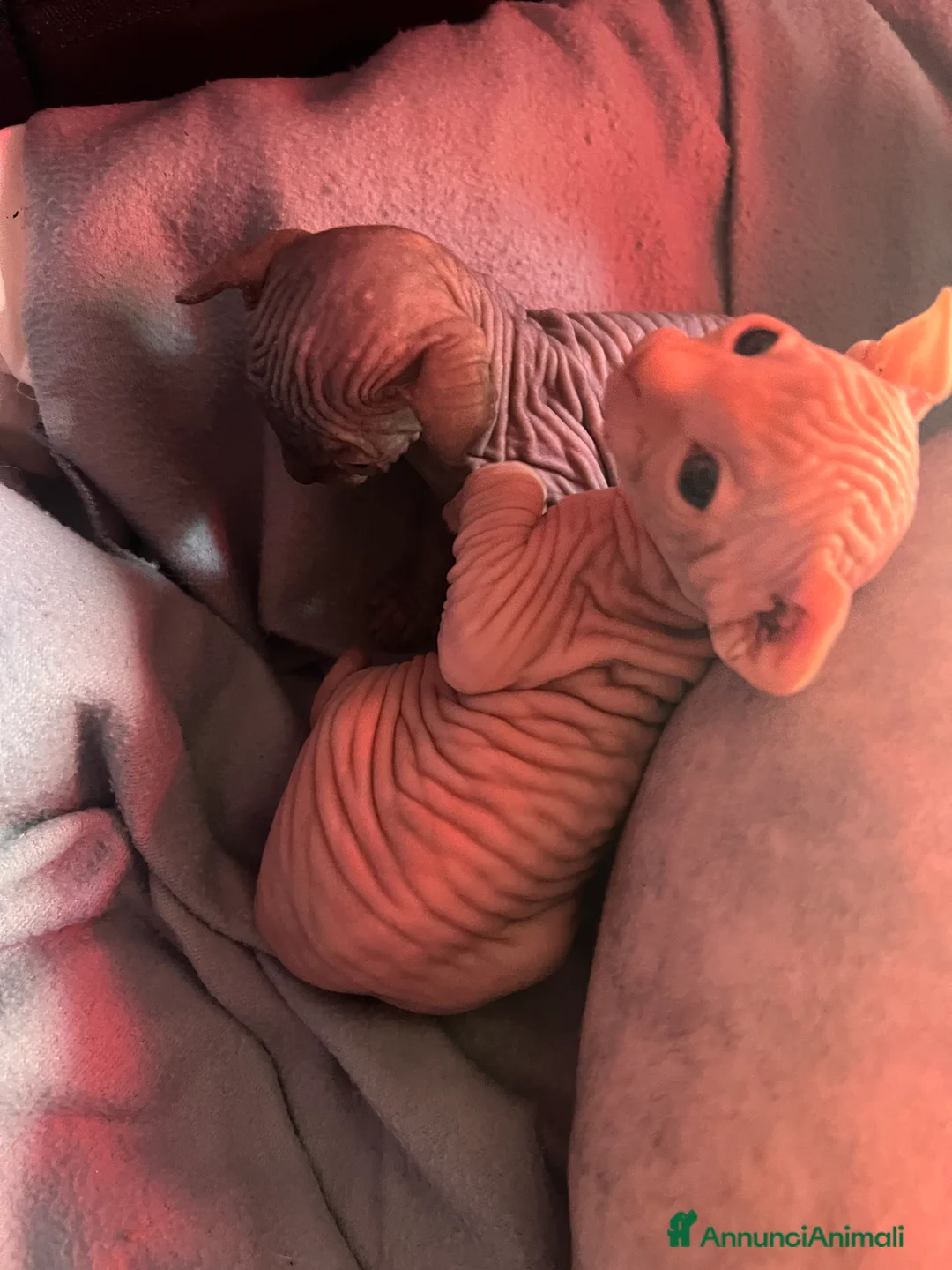 Sphynx gatti in vendita: Sphynx a Città metropolitana di Roma Capitale - Annuncio 2
