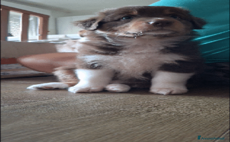 Australian Shepherd cani a Provincia di Lecco - Annuncio 1
