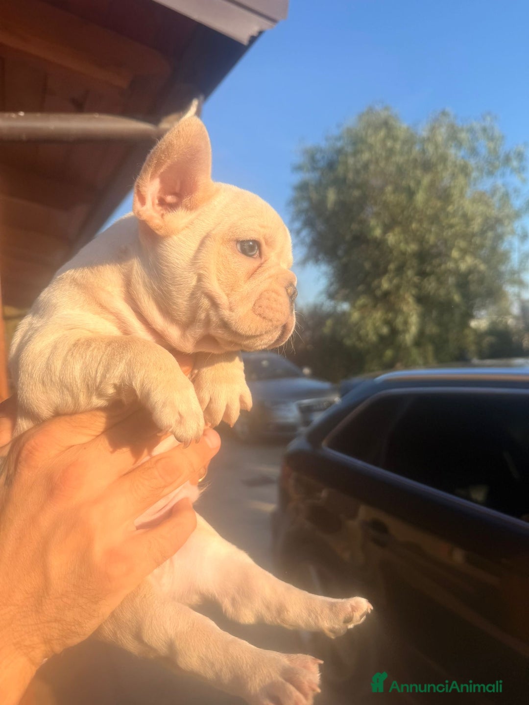 Bulldog Francese cani in vendita: Cuccioli bulldog francese esotico - Annuncio 8