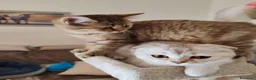 Scottish gatti in vendita: Gattini Scottish fold e Scottish Straight  - Annuncio 4