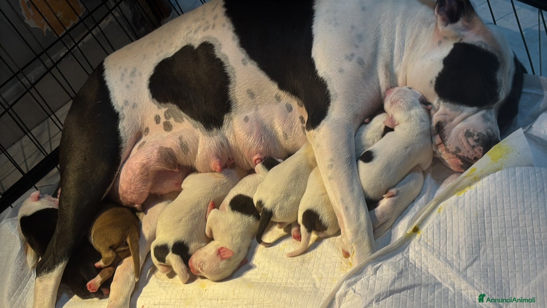 Pitbull cani in vendita: Cuccioli di pitbull  - Annuncio 6