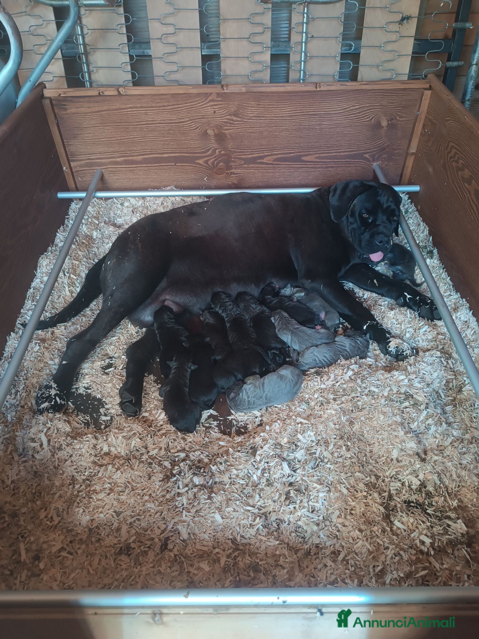 Cane Corso cani Cane Corso cuccioli - Annuncio 1
