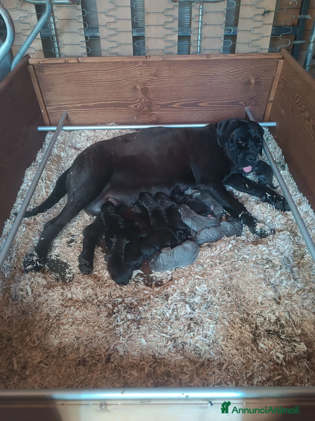 Cane Corso cani in vendita: Cane Corso cuccioli - Annuncio 1