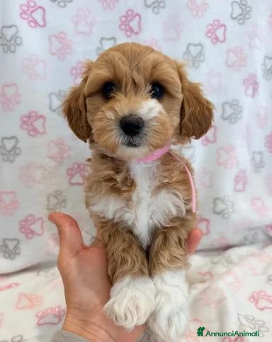 Maltipoo cani  Bellissima cucciolata di Maltipoo F1 - Annuncio 3