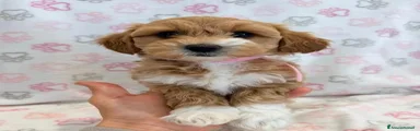 Maltipoo 4