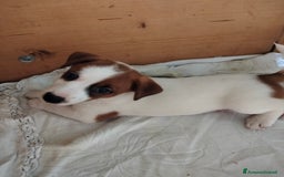 Jack Russell cani in vendita: Jack Russell cucciolo - Immagine 2