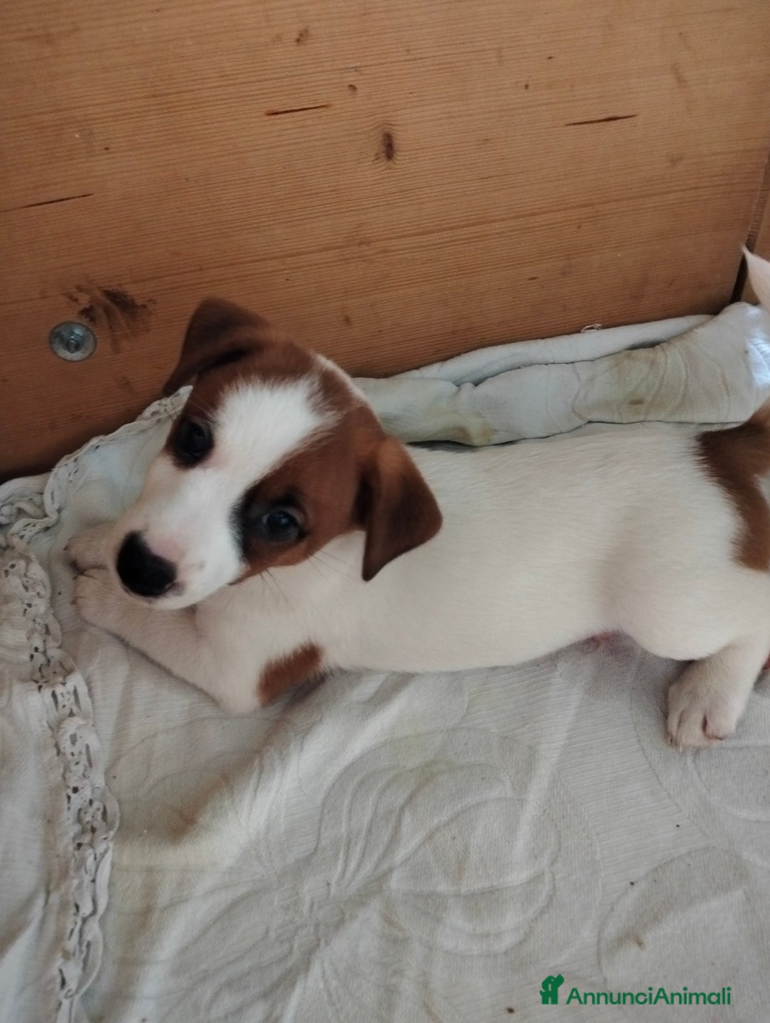 Jack Russell cani in vendita: Jack Russell cucciolo - Annuncio 2