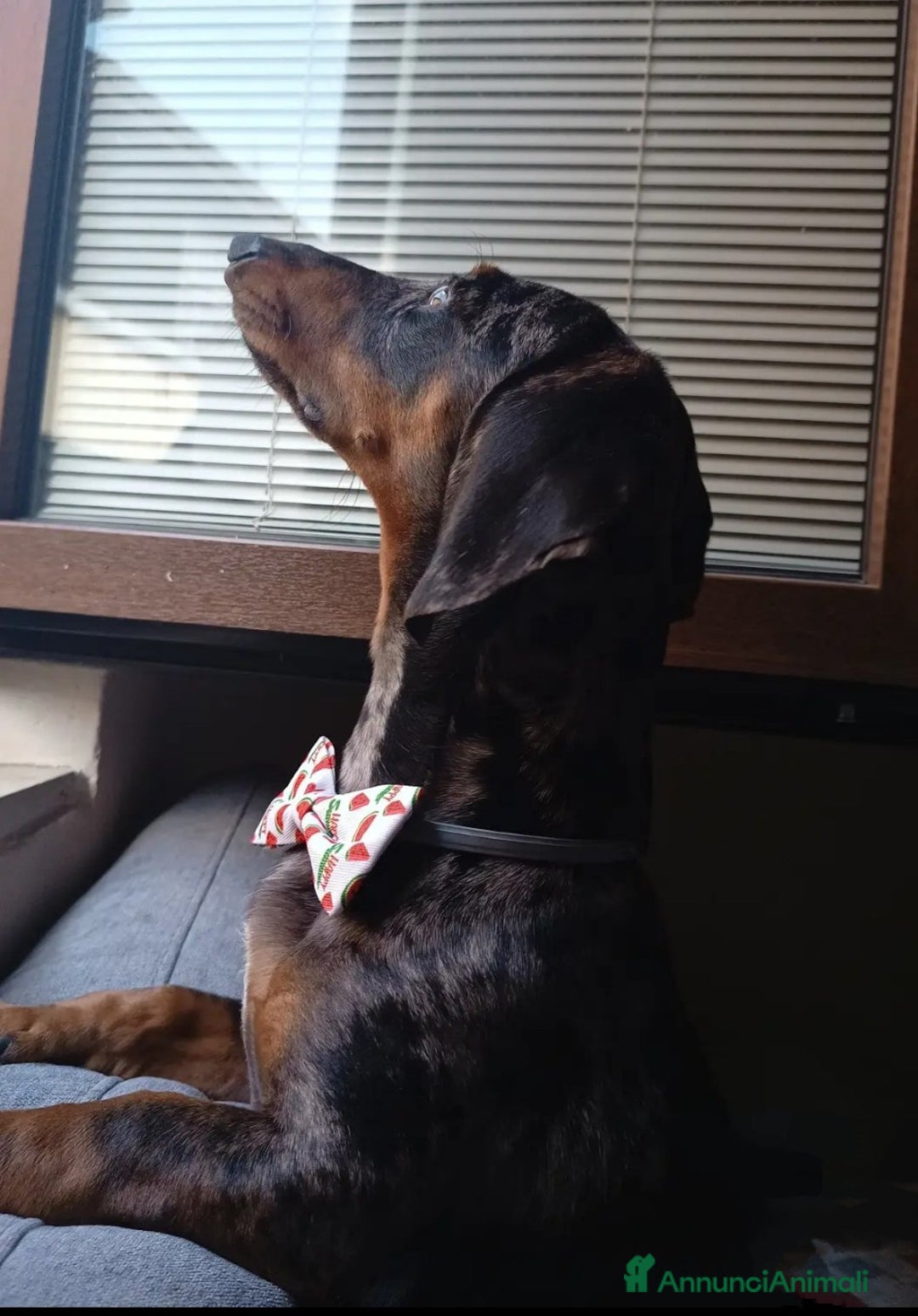 Bassotto cani per accoppiamento: Bassotto cerca amore a Provincia di Brescia - Immagine 2