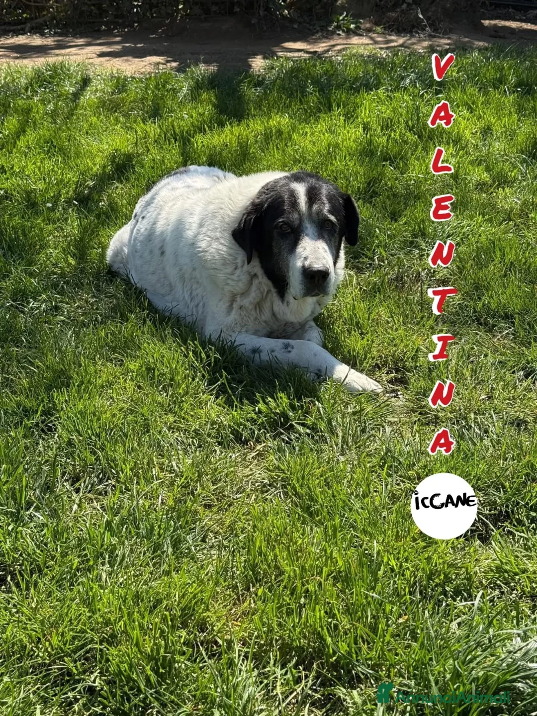 Meticcio cani in regalo: Valentina a Provincia di Viterbo - Annuncio 3