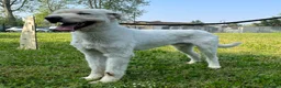 Meticcio cani in regalo: BELLE BELLISSIMO CERCA CASA - Annuncio 6