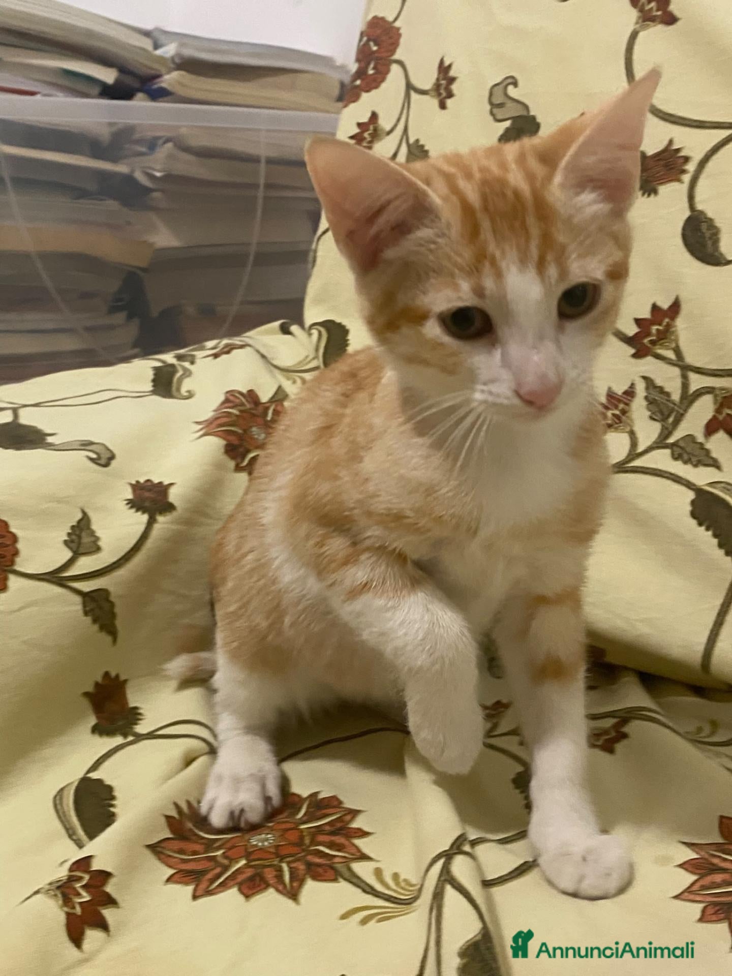 Meticcio gatti GATTINA ROSSA - Annuncio 18