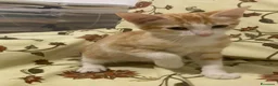 Meticcio gatti in regalo: GATTINA ROSSA a Provincia di Crotone - Annuncio 1