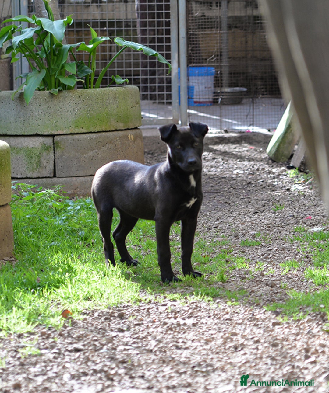 Meticcio cani in regalo: Ginevra, mix amstaff in adozione - Annuncio 4